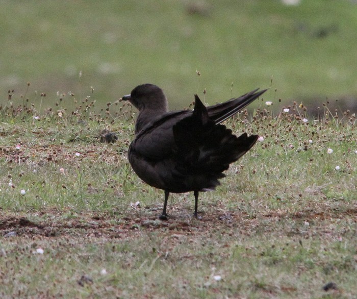 Arctic Skua