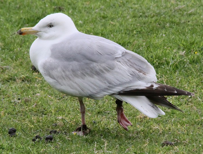 Herring Gull