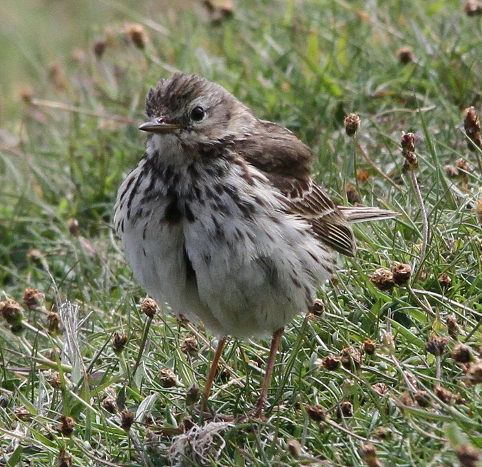Meadow Pipit