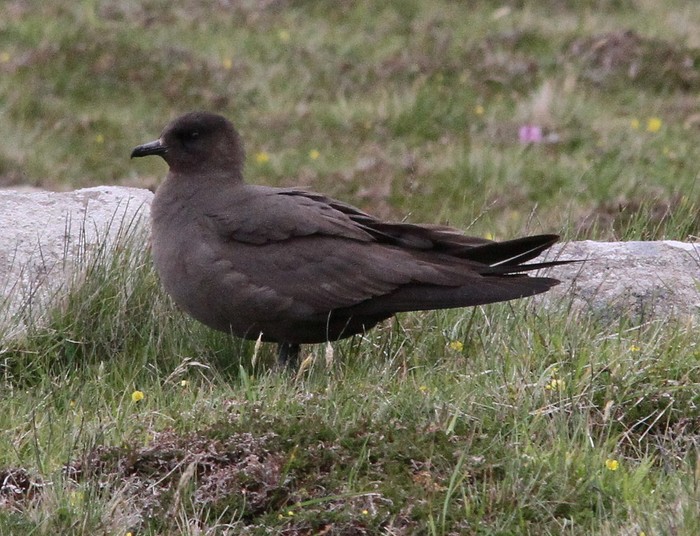 Arctic Skua