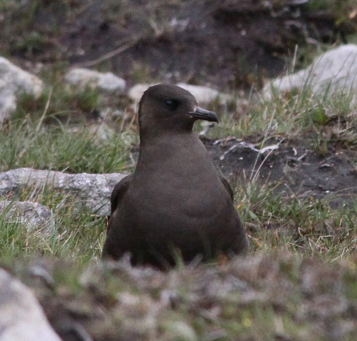 Arctic Skua