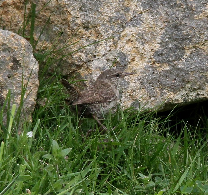 Wren