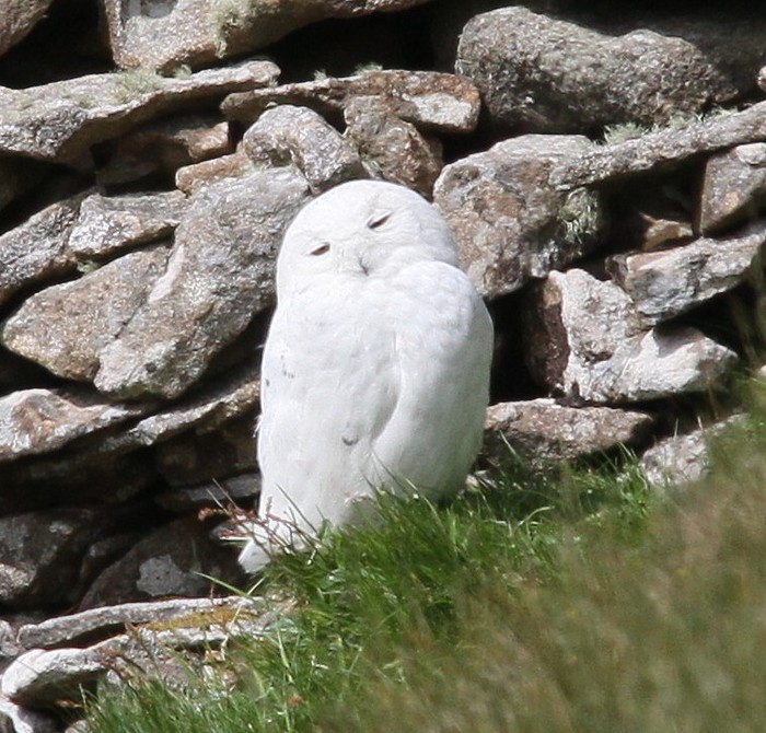 Snowy Owl