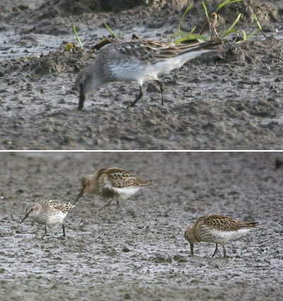 White-rumped Sandpiper