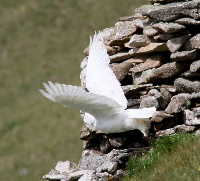 Snowy Owl