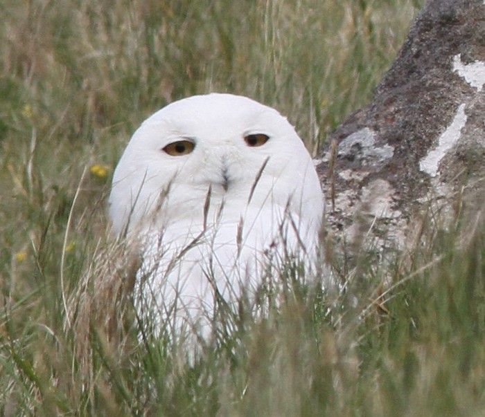 Snowy Owl