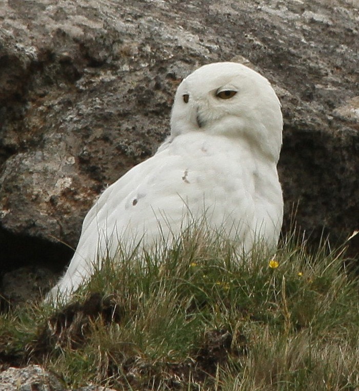 Snowy Owl