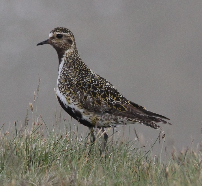 Golden Plover