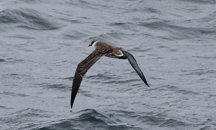 Great Shearwater