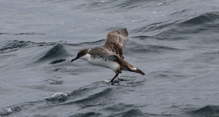 Great Shearwater