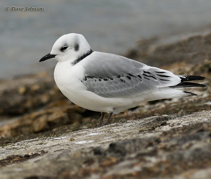 Kittiwake