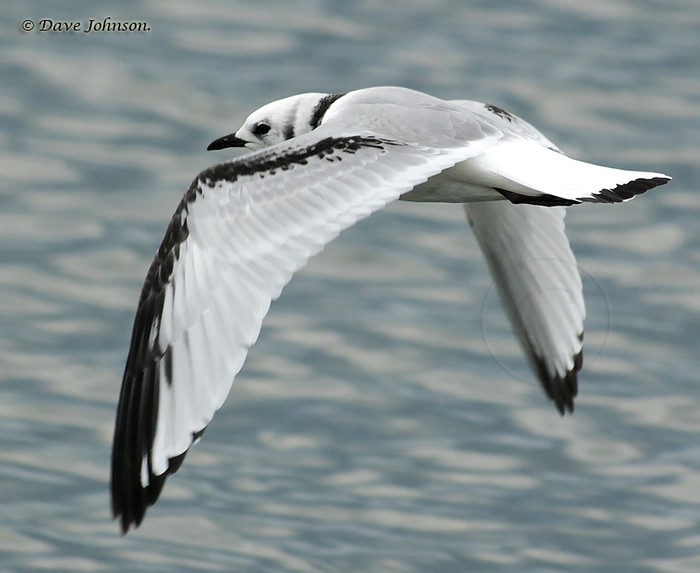 Kittiwake