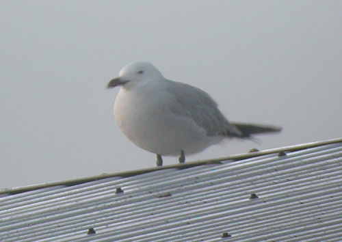 Audouin's Gull