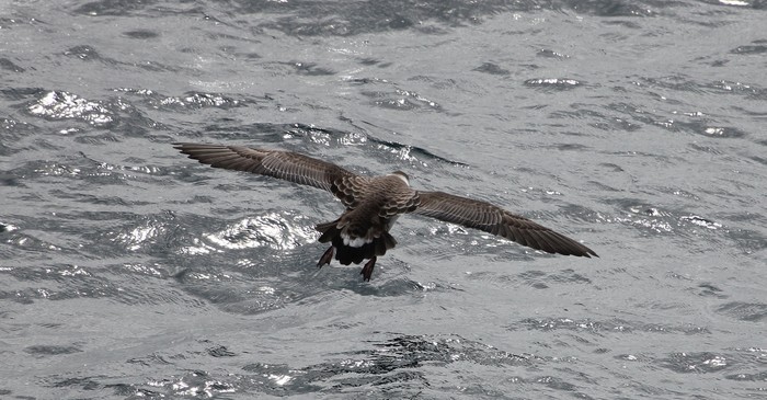 Great Shearwater