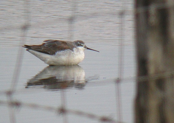 Wilson's Phalarope