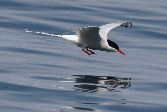 Arctic Tern