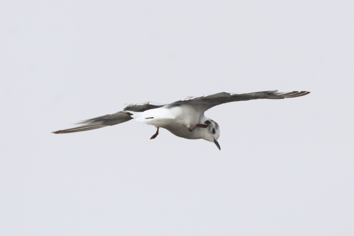 Little Gull