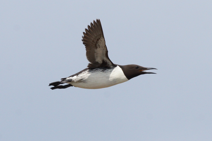 Guillemot