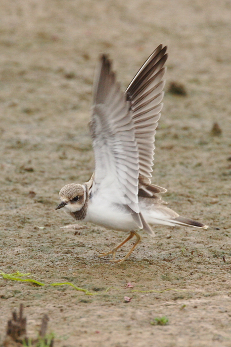 Little Ringed Plover