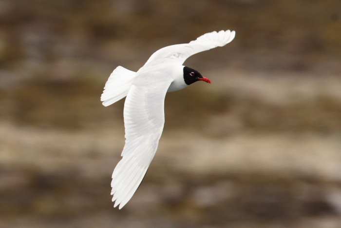 Mediterranean Gull
