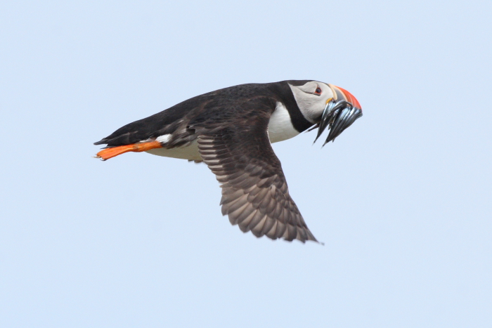 Puffin