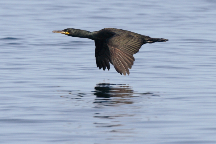 Shag