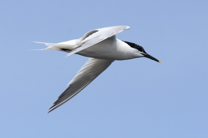 Sandwich Tern