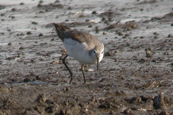 Wilson's Phalarope
