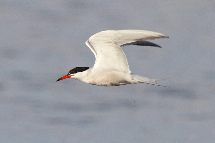 Common Tern