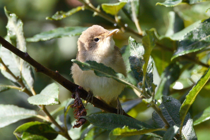 Reed Warbler