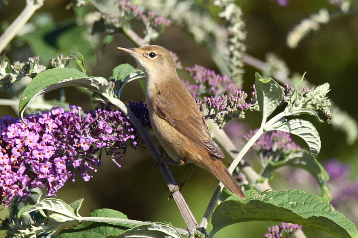 Reed Warbler