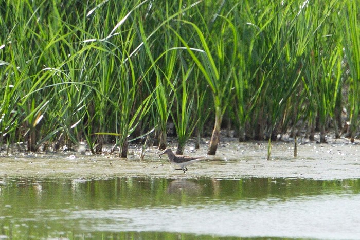 Temminck's Stint