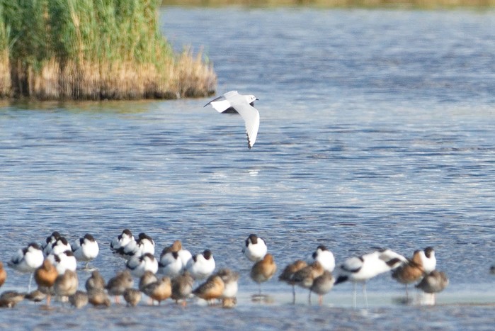 Bonaparte's Gull