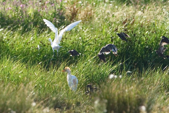 Cattle Egret