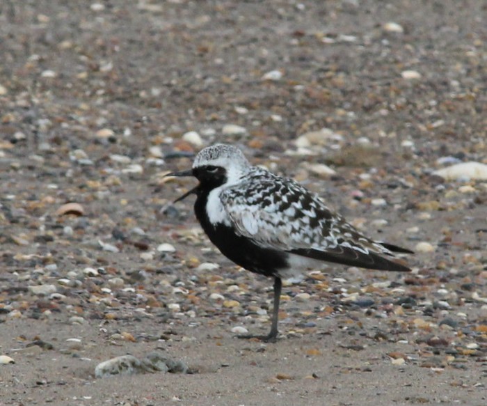 Grey Plover