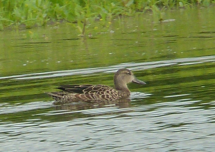 Blue-winged Teal