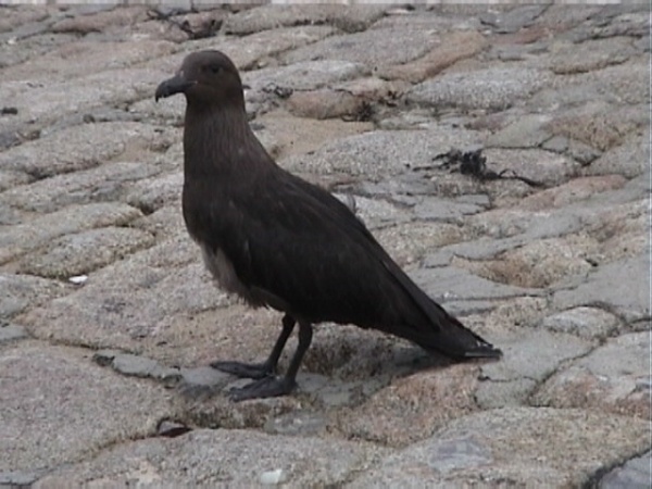 Brown Skua