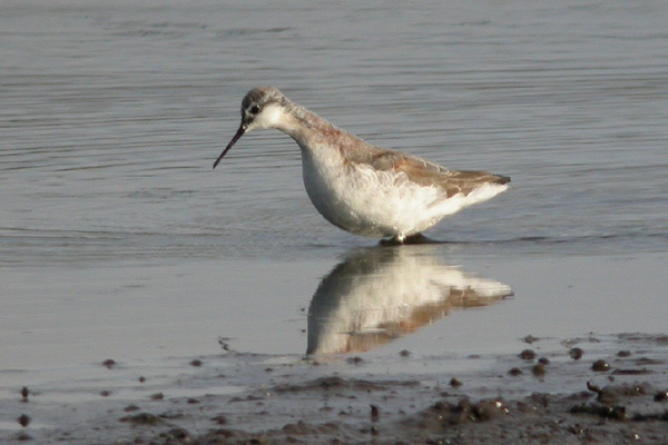 Wilson's Phalarope