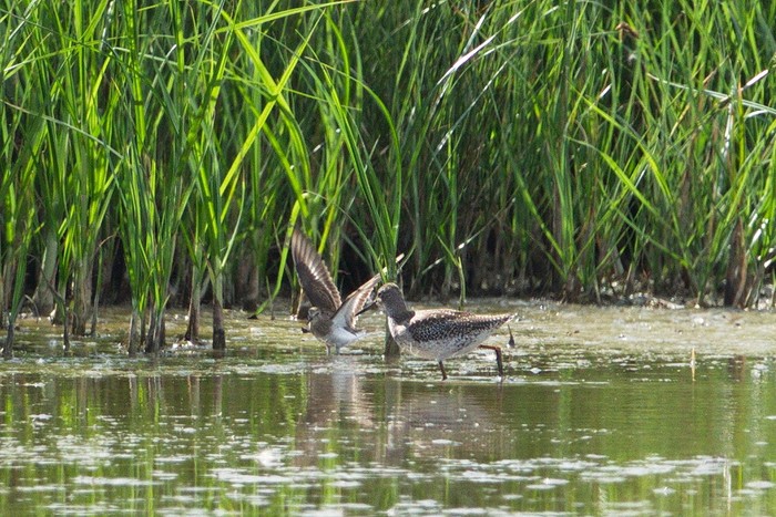 Temminck's Stint