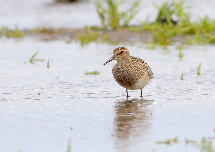 Pectoral Sandpiper