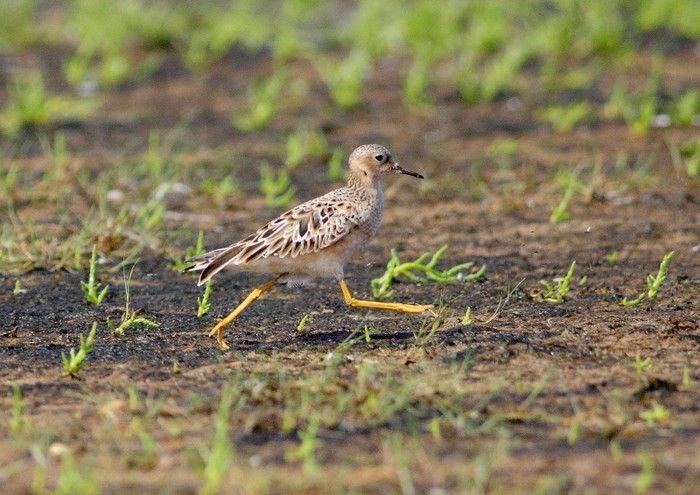 Buff-breasted Sandpiper