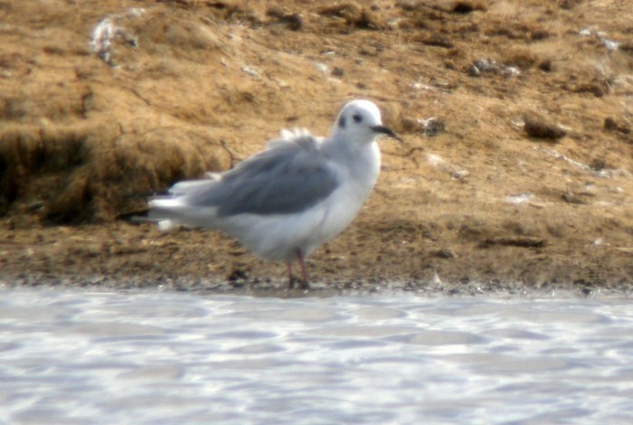 Bonaparte's Gull
