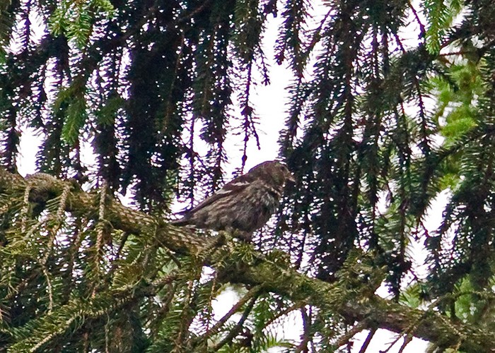 Two-barred Crossbill