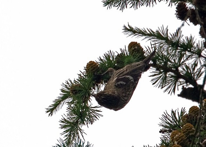 Two-barred Crossbill