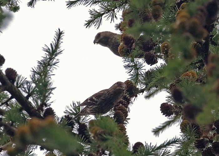 Two-barred Crossbill