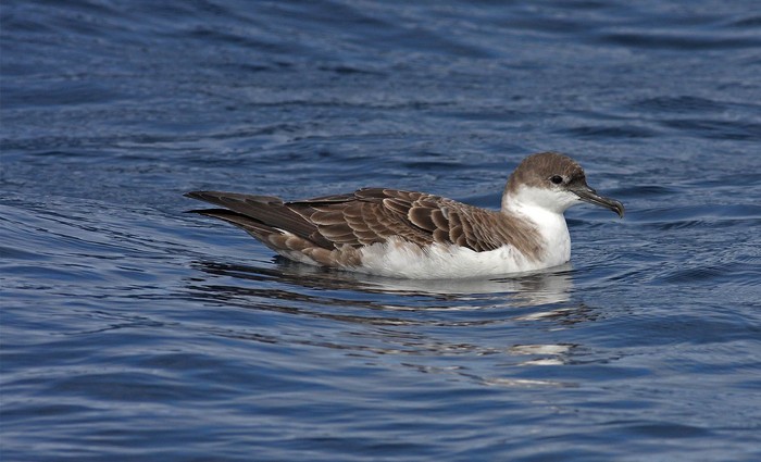 Great Shearwater