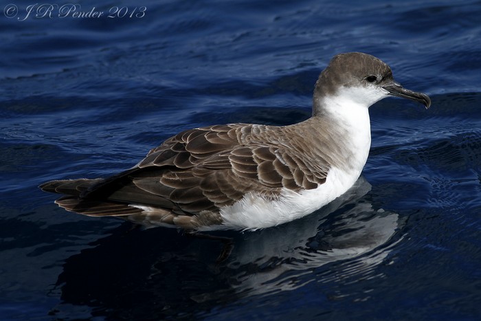 Great Shearwater