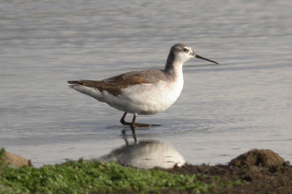 Wilson's Phalarope