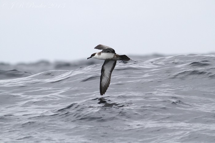 Great Shearwater