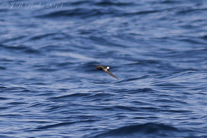 Wilson's Petrel